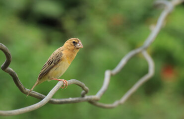 weaverbird	