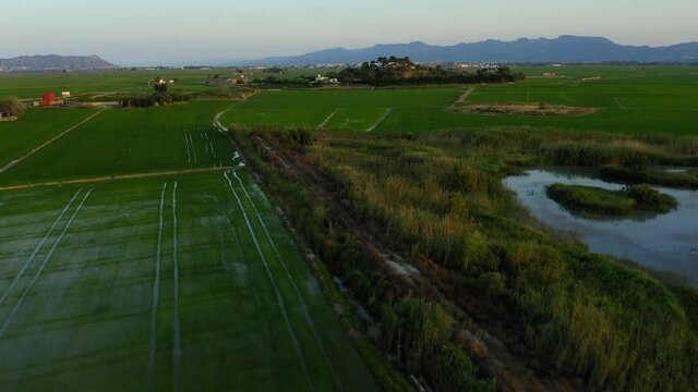 Wetland rice fields in valencia spain aerial view