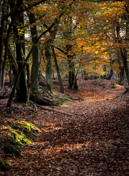 Autumn woodland landscape