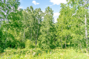 Fototapeta premium green grass and blue sky