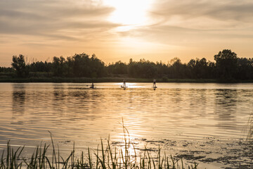 Summer, vacation, sup paddleboarding or surfing, travel, lifestyle concept. Sunset by the river. landscape with a tree  during sunset in warm colors