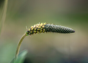pretty grass