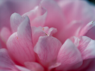 Obraz na płótnie Canvas Close up of a camellia flower