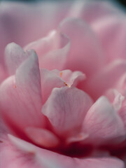 Fototapeta na wymiar Close up of a camellia flower