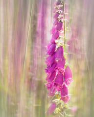 foxglove art © kim