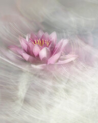 Fototapeta na wymiar water lily art