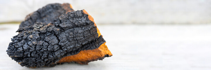 wild chaga mushroom birch tree fungus raw on a wooden background. banner. space for text © Ksenia