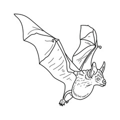 Bat outline illustration, flying animal hand draw coloring page for design and creativity