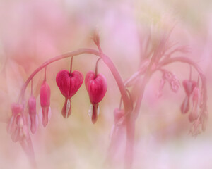 Bleeding Heart Flower