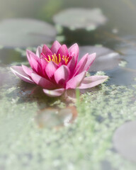 pink water lily