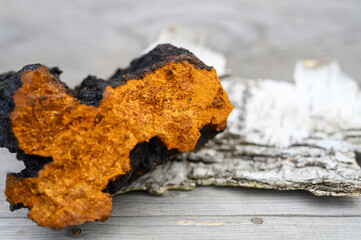 wild chaga mushroom birch tree fungus raw on a wooden background and birch bark