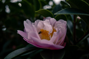 close up of a pink camellia flower