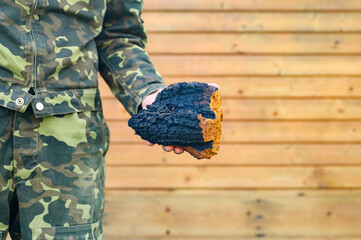 men's hands hold chaga mushroom raw birch fungus