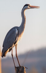 Grey Heron portrait