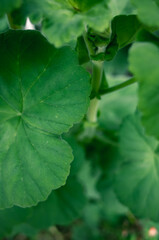 green leaves of a tree