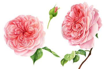 Set of pink roses, watercolor botanical painting. Elements for greeting card © Hanna