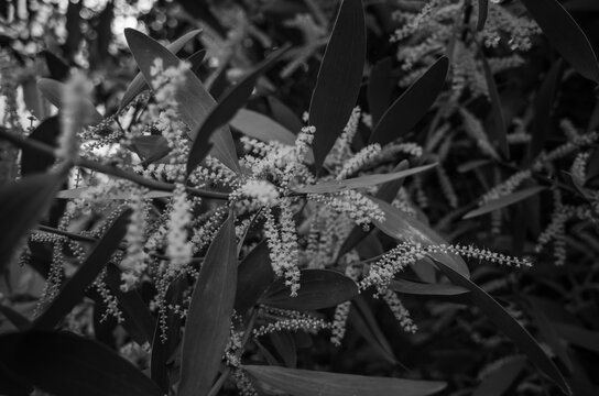 Sydney Golden Wattle