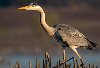 Grey Heron portrait