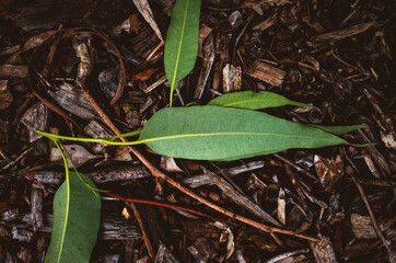 Green leaves on the ground