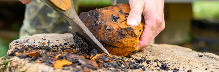 men's hands with an axe clean chaga mushroom birch fungus in the fresh air. step by step. banner - obrazy, fototapety, plakaty
