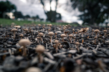 Mushrooms on the ground