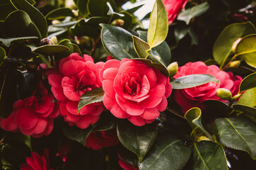 red camellia flowers in a garden