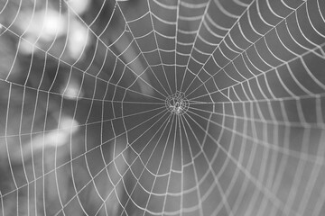 Insect Spider and Web