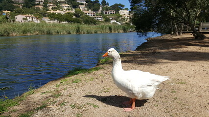 Gans am Torrent de Canyamel, Mallorca