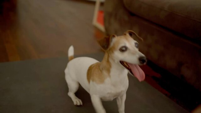 Adorable dog Jack Russell terrier waiting for toy funny dancing and jumping. Home domestic dark interior.  Active funny pet bringing toy.  dog behavior. entertainment joy time. Video footage