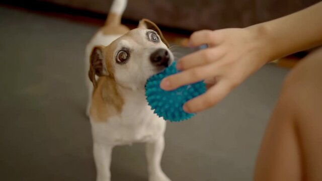 Adorable small dog biting playing blue ball toy. Pet Jack Russell terrier activities. Enjoying time with pet. Indoors home atmosphere. dog vie competes rips out the ball from woman hand happy moments 
