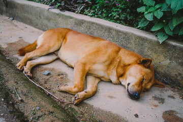dog sleeping