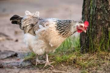 Hens and roosters walk in the yard on the farm