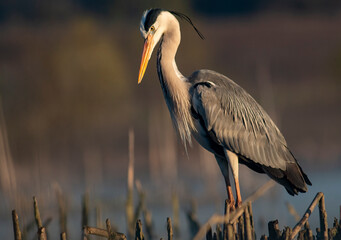 Grey Heron portrait