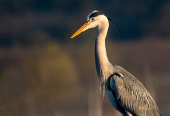 Grey Heron portrait