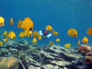 Butterfly fish. Masked butterfly fish - this butterfly fish grows up to 23 cm, is more often found...