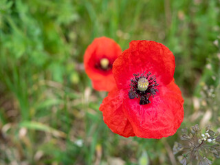 Obraz premium poppy flower in the meadow