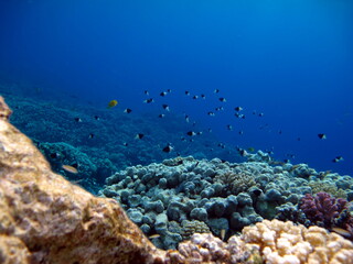 Naklejka na ściany i meble Beautiful fish on the Red Sea reef. 