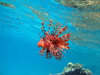 Lion Fish in the Red Sea.
