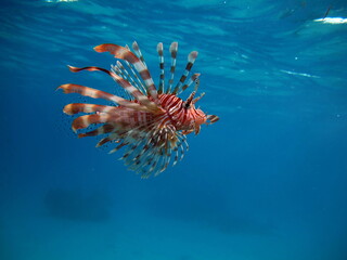Lion Fish in the Red Sea.