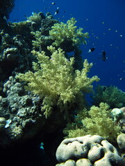 Beautiful coral reefs of the Red Sea.
