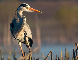 Grey Heron portrait
