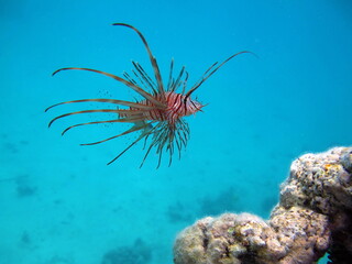 Lion Fish in the Red Sea.