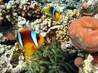 Fototapeta na wymiar Clownfish, amphiprion (Amphiprion Enae). Red sea clownfish.