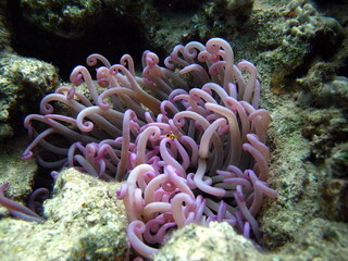 Naklejka na ściany i meble Clownfish, amphiprion (Amphiprion Enae). Red sea clownfish.