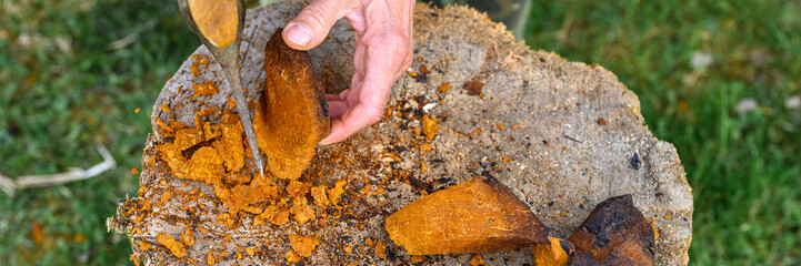 men's hands with an axe clean chaga mushroom birch fungus in the fresh air. step by step. banner
