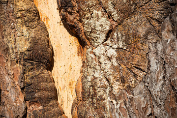 Pine tree texture with damage is close