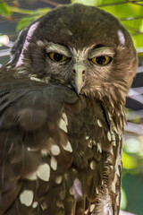 Australian owl sitting in a tree in New South Wales Australia during a sunny and hot day in summer.