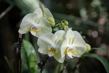White Moth Orchid Flower