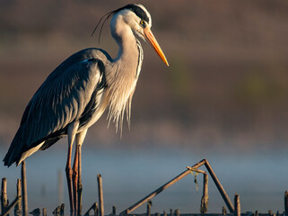 Grey Heron portrait