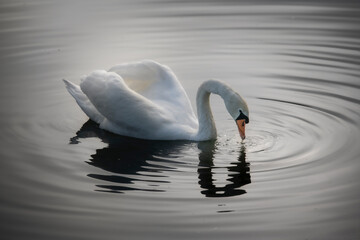 swan on the lake